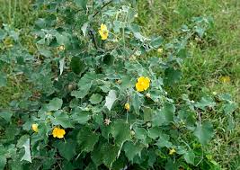 Image result for Abutilon indicum