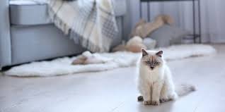 Penamaan kucing bisa terinspirasi dari sifat kucing tersebut atau nama lainnya. Manggil Puss Sudah Terlalu Biasa Yuk Pilih Satu Dari 60 Nama Kucing Beserta Maknanya Merdeka Com