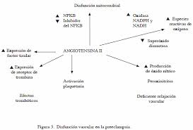 Sistema Renina Angiotensina En El Embarazo Normal Y La Preeclampsia
