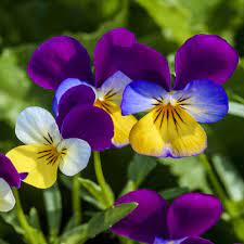 You can look at the address on the map. Amazon Com Outsidepride Viola Johnny Jump Up Plant Flower 5000 Seeds Flowering Plants Garden Outdoor