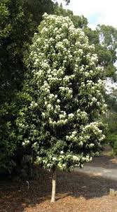 Lemon leaves, botanically classified as citrus limon, grow on a thorny tree that can reach up to six meters in height and are members of the rutaceae lemon leaves are not consumed and are best suited for cooking applications such as grilling or sautéing. 28 Best Lemon Myrtle Ideas Lemon Myrtle Myrtle Lemon