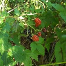 A 2001 study has found that black raspberries appear to be as helpful as red raspberries in preventing or slowing the growth of a black jaguars spots are so hard to see because the spots are also black so they blend into the fur. How To Find Blackberries Black Raspberries And Black Dewberries Farm And Dairy