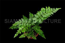 Image result for Ptisana