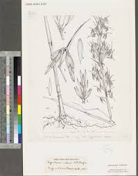 Image result for Hyparrhenia diplandra