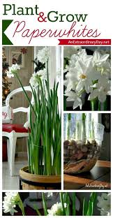 It S Time To Plant And Grow Paperwhites Plants Indoor Flowers Garden Bulbs