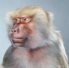 Monkey Portraits By Jill Greenberg Monkey Art Jill Greenberg Monkey