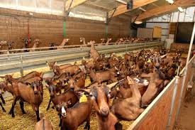 Les chèvres ont une particularité leurs yeux : Import Export De Chevres Saanen Et Chevres Alpines