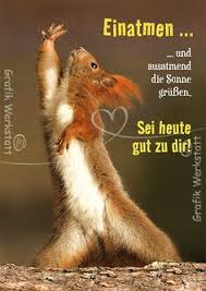 2:00 musiklove017 11 838 просмотров. 480 Lustige Tiere Ideen Lustige Tiere Tiere Lustig