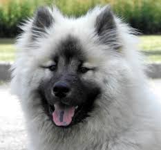 California, which is called the golden state, is the most populous this makes it attractive for dog owners and puppy lovers giving them lots of outside time to roam and play. Eurasier Farben Wolf Sable