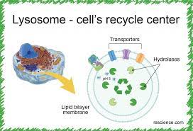 Lysosome The Cell S Recycling Center Definition Structure Function And Biology In 2021 Recycling Center Cell Biology Cell Parts