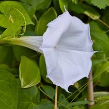 Image result for Ipomoea wightii