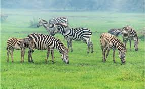 (⇒ conjugate) grazed v 3rd person singular grazing v pres p verb, present participle: What Is The Difference Between Browsing And Grazing Worldatlas