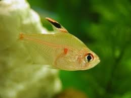 We did not find results for: Bleeding Heart Tetra