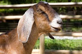 Nubian Goat 2 Nubian Goat Goats Nubian
