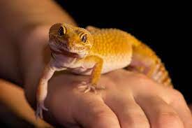 How To Take Care Of A Leopard Gecko Pet Life Today Leopard Gecko Pet Lizards Pet Life