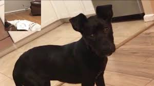 Maybe you would like to learn more about one of these? Exclusive Freedom Paws Owner Appears In Court Town Of Vernon Investigating Pet Shelter Fox61 Com