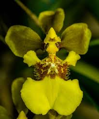 Image result for Ozoroa gomesiana