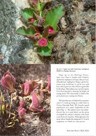 Image result for Euphorbia dedzana
