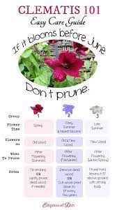 Clematis 101 Easy Care Guide | Empress Of Dirt