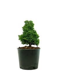 Image result for Chrysocoma obtusata