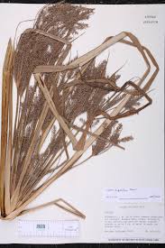 Image result for Cyperus digitatus