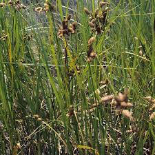 Image result for Schoenoplectus erectus