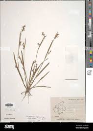Image result for Scleria foliosa