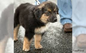 Maybe you would like to learn more about one of these? 23 Border Collie Cross Poodle Puppies For Sale Uk L2sanpiero