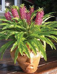 Shop our great selection of indoor lilies & save. Grow A Piece Of Paradise Aloha Lily Leia Columbia Star