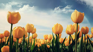We did not find results for: 40 Beautiful Flower Wallpapers For Your Desktop Mobile And Tablet Hd Wallpapers