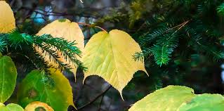 Maybe i should tell them to stop playing with their food. Adirondack Trees Striped Maple Acer Pensylvanicum