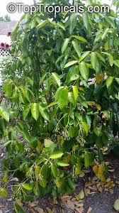 Image result for Cinnamomum