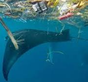 Plastik kirliliği: Bilim insanları okyanus devlerine ...