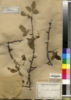 Image result for Commiphora pteleifolia