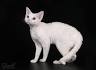 Kittens - Sadle Roc Devons - Devon Rex Breeding Excellence