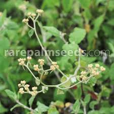 Image result for Helichrysum schimperi