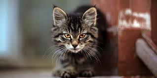 This song was written by michael hurley, and has also been covered by (among others) the demon barbers and the dransfields. Werewolf Cats Lifestyle Pets