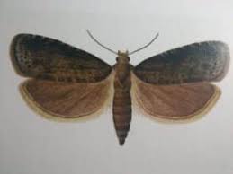 Image result for puklice švestková obrázek