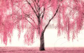 Choose from bare root & containerised with multiple pot sizes available. Pretty Pink Weeping Willow By Lisa Charbonneau Photo Stock Snapwire