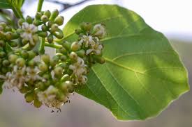 Image result for Cordia sp.A.