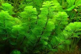 Cabomba Live Aquarium Plants Goldfish Plant Fish Tank Plants