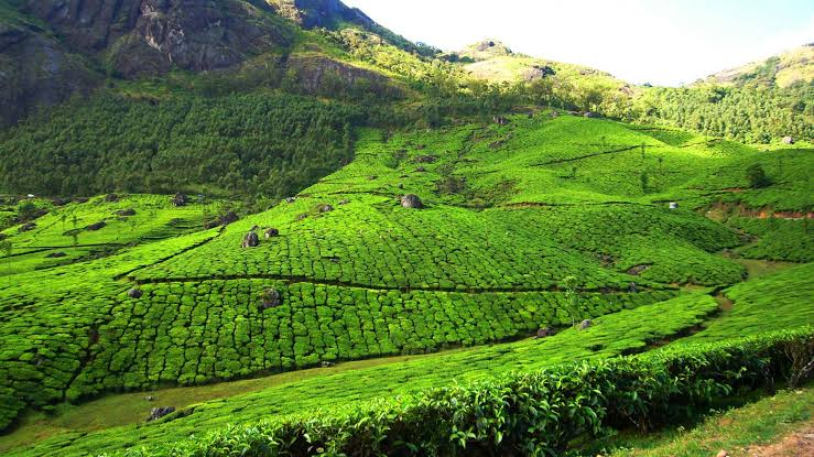 The vibrant green canvas of high-altitude hill stations, AI generated