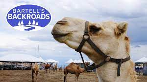 The camels walked about 20 feet and the race was over. Nevada S Camel Racing Competition Is In Full Gear Abc10 Com