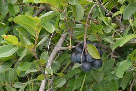 Image result for Artabotrys likimensis