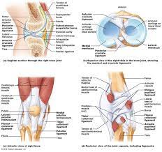The Skeletal System Human Anatomy Ligaments And Tendons Anatomy