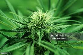 Image result for Cannabaceae