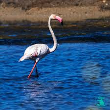 Image result for eustoma flamenco