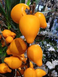 Image result for Solanum mammosum