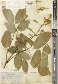 Image result for Glenniea