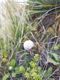Image result for Pearsonia uniflora